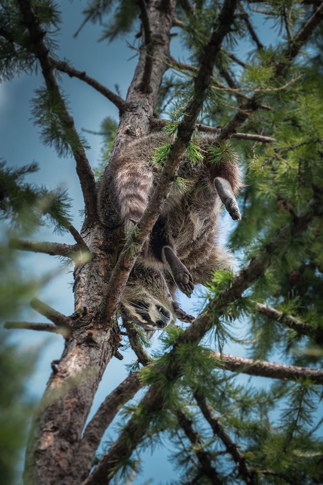 Крепкий сон