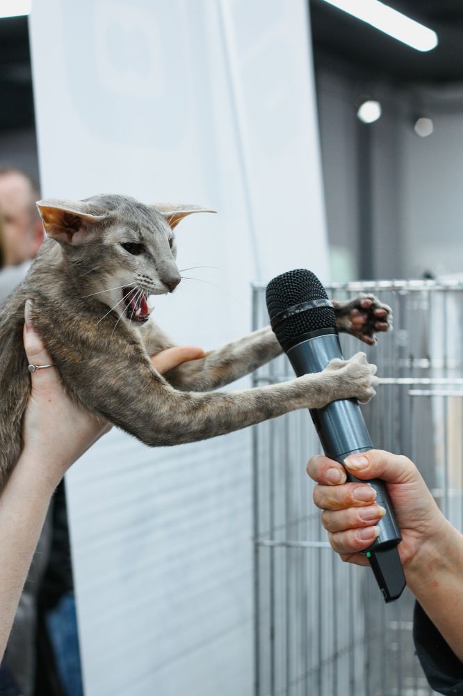 E.Ch.Gerda Nadlenori