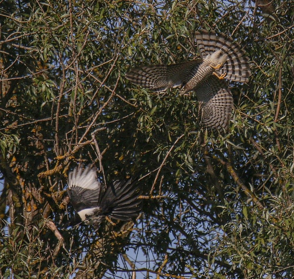 Photograph by Анна Чадова