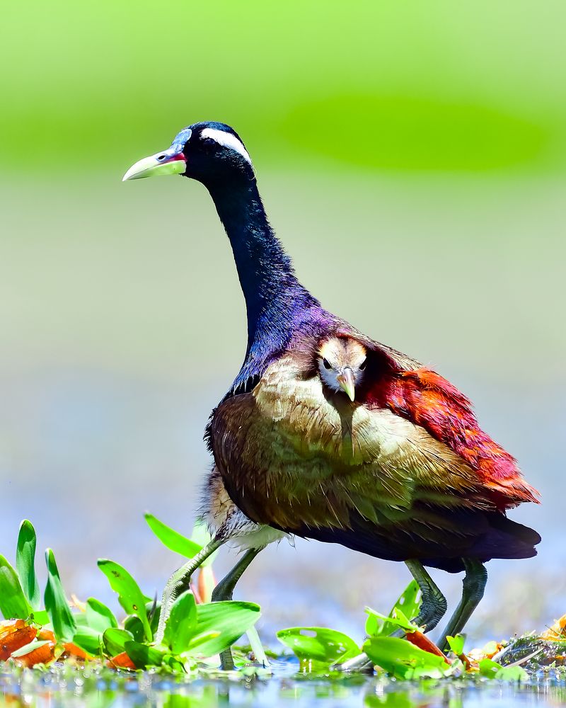 Photograph by Irene Chattopadhyay