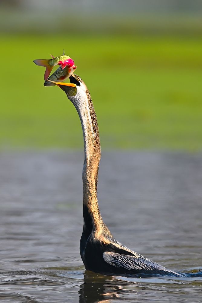 Photograph by Vijay Singh Chandel