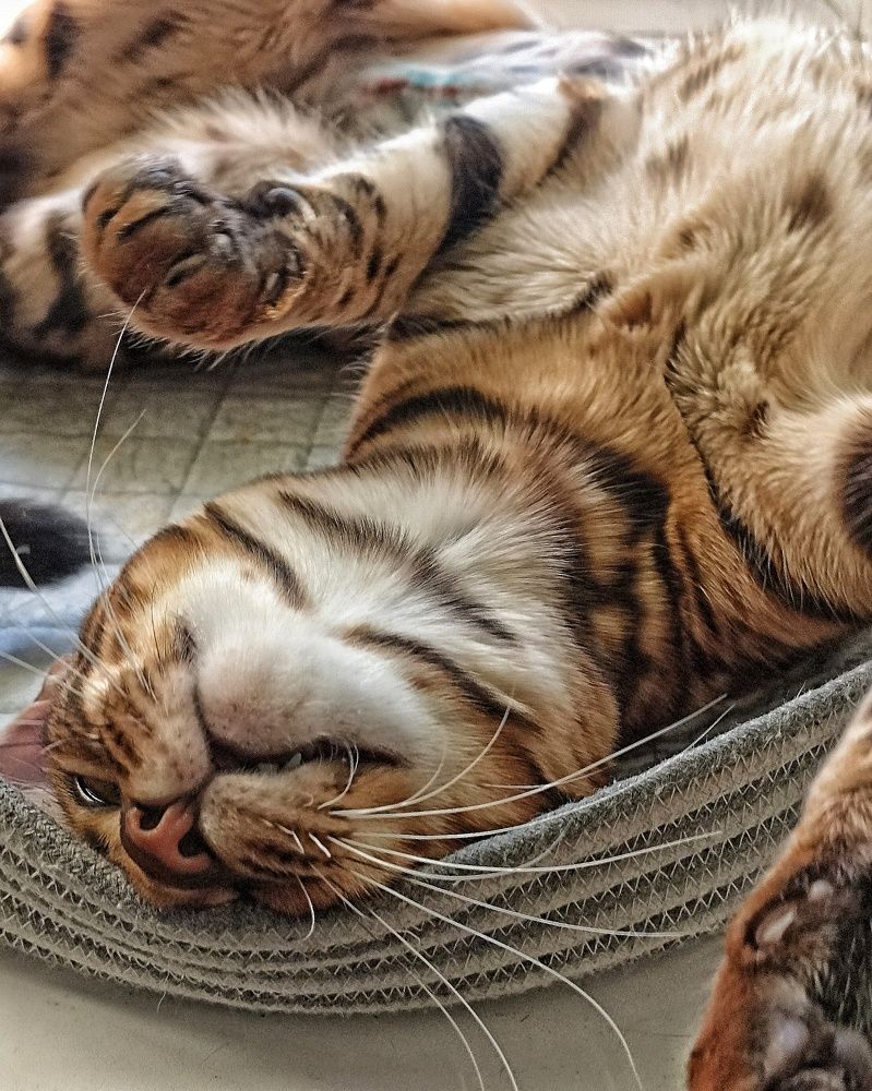 А я всё лежу...