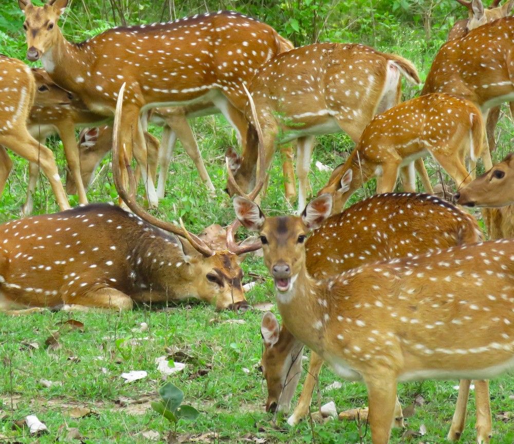 Juvenile spotted deer looks on surprised while other drama unfolds in background