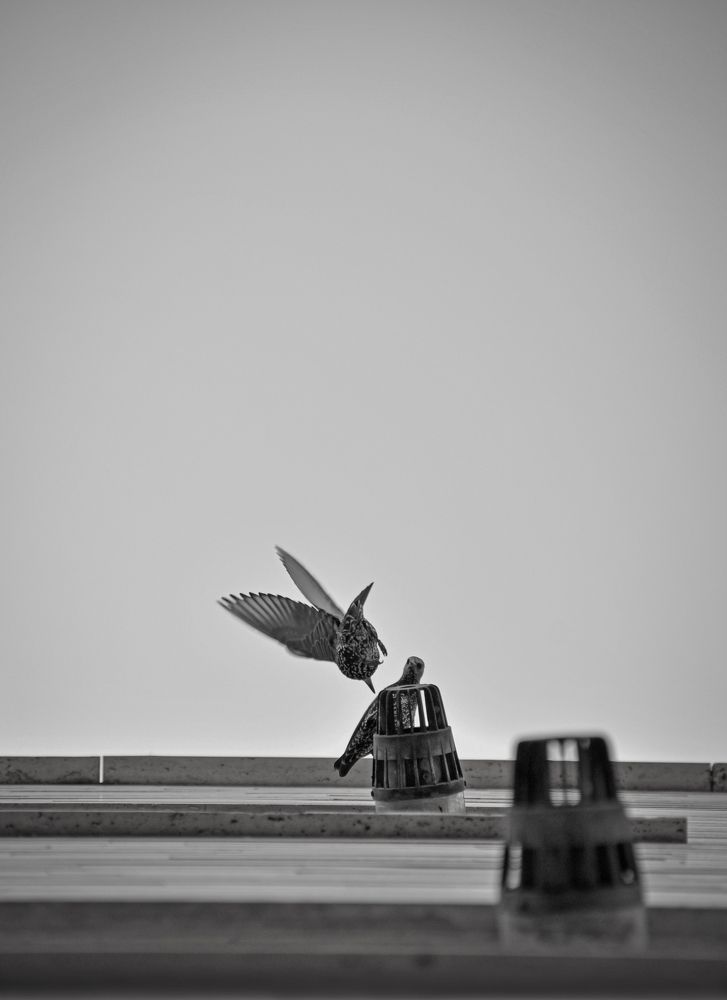 Photograph by mohammad tahmasebi