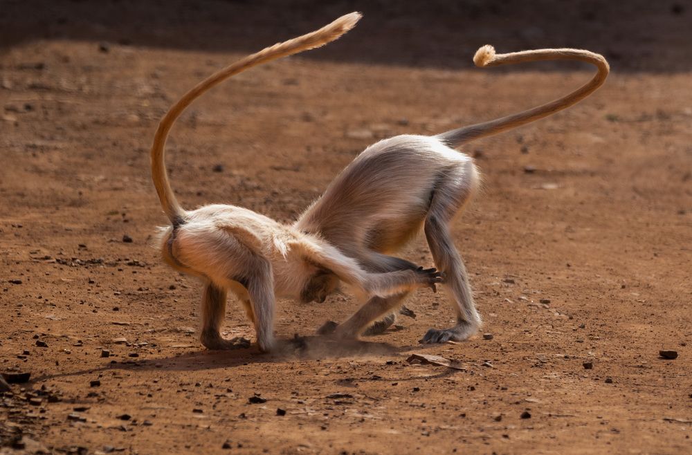 Photograph by Harsha Devalla