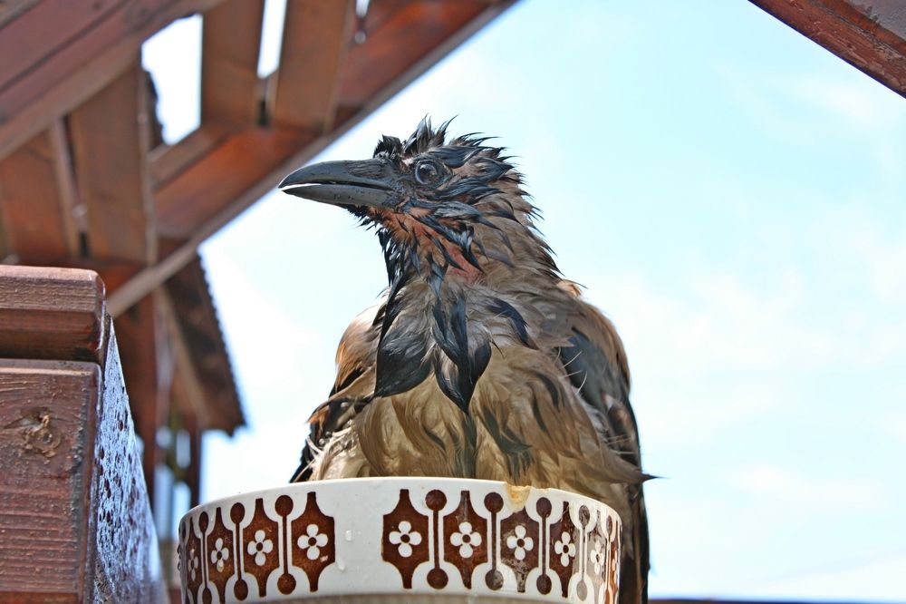 Photograph by Сергей Христинич