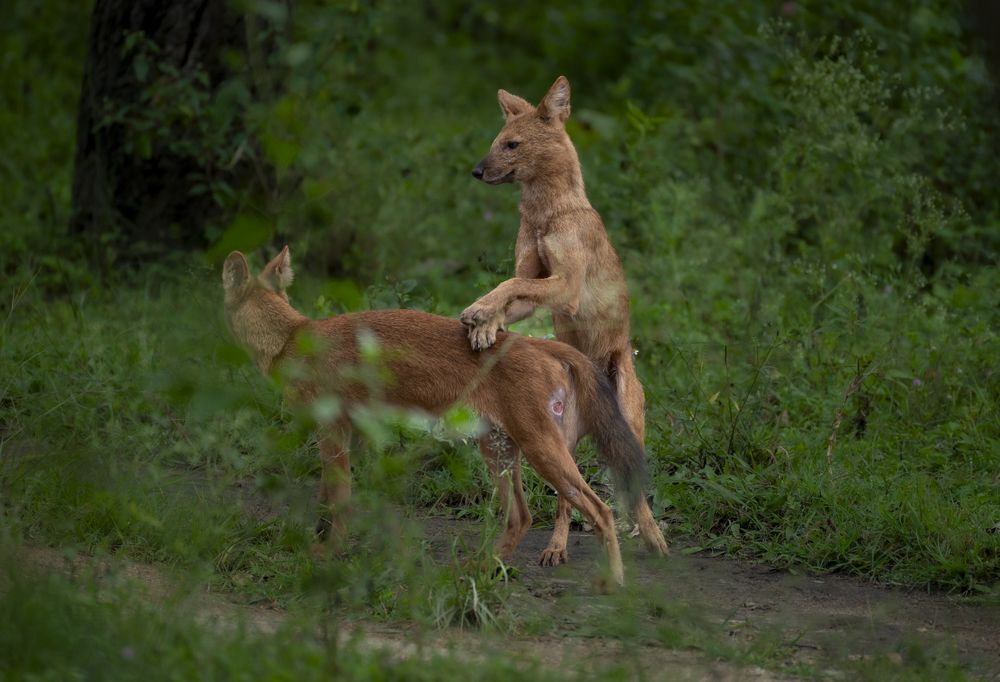 Photograph by Harsha Devalla
