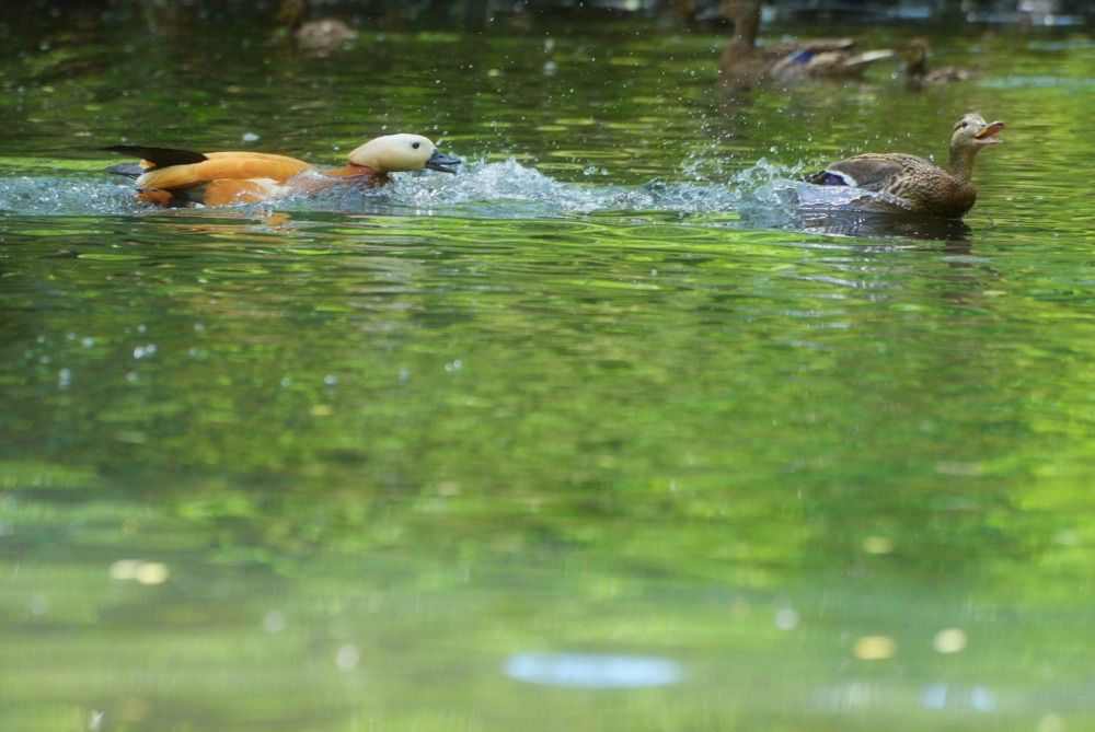 Photograph by Дмитрий Жучков