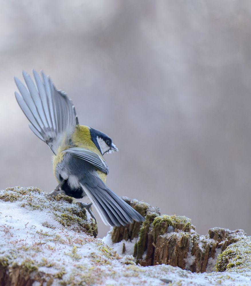 Photograph by Дмитрий Жучков