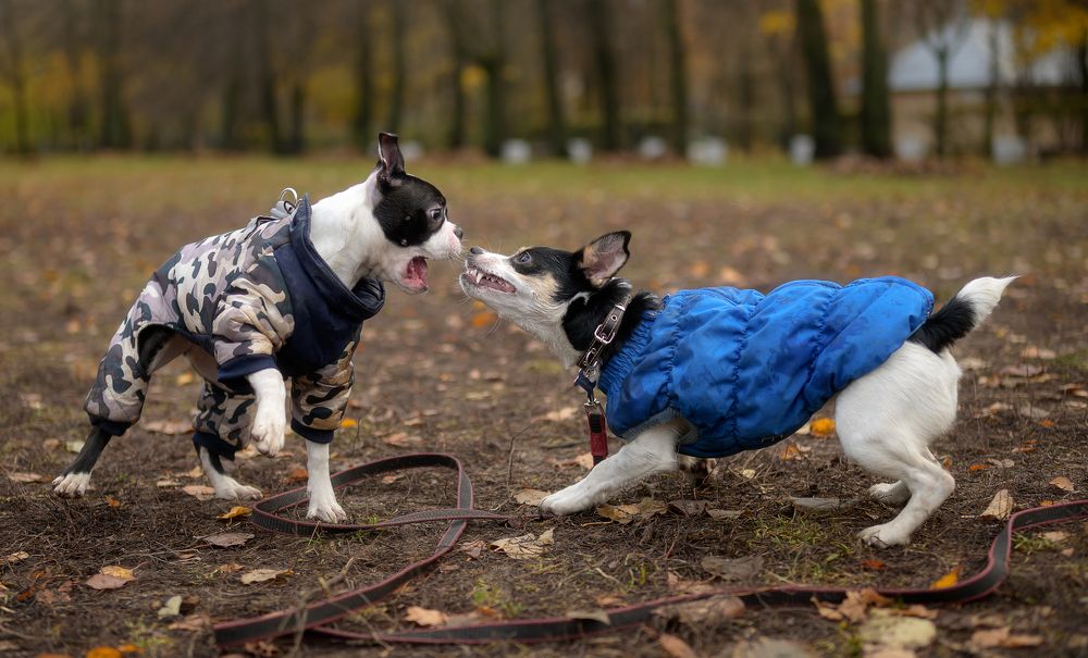 Photograph by Олег Иваницкий