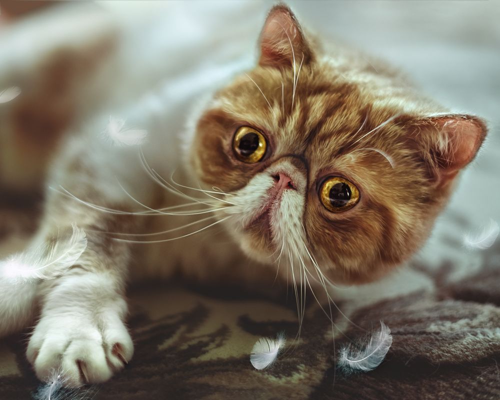 Photograph by Сивенок Елена