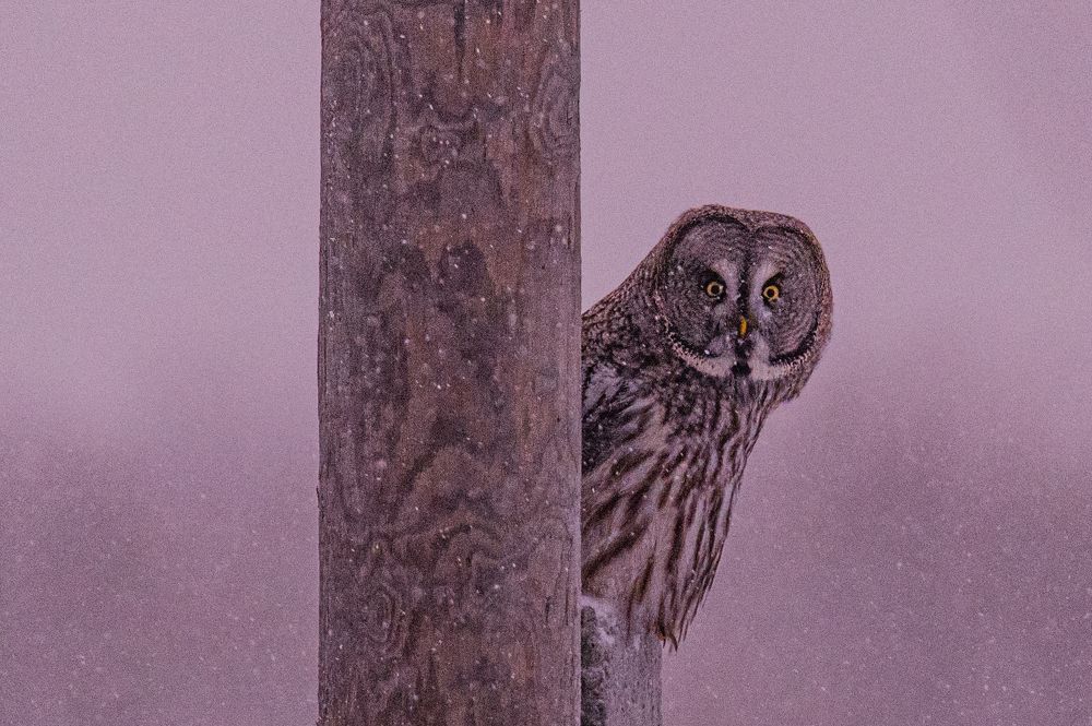 Что смотришь?