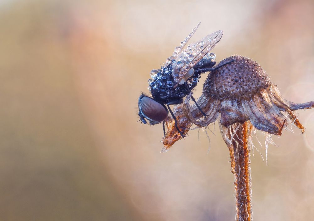 Photograph by Чепленко Алексей