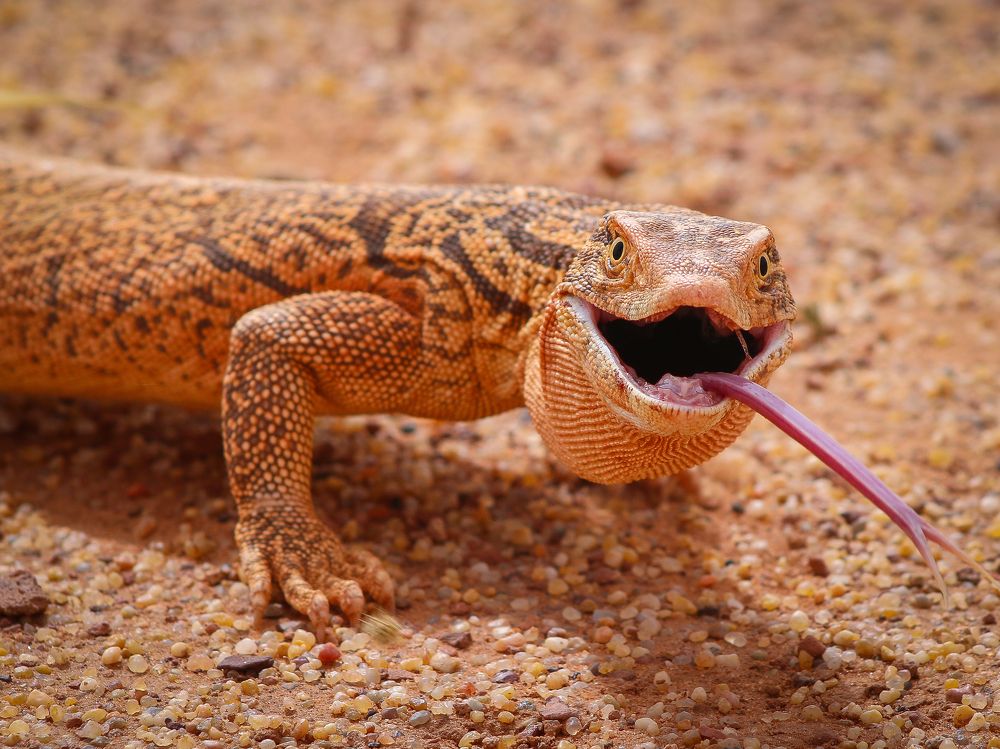 Фотография автора Abdou Bekhedda