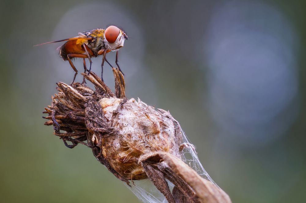 Photograph by Чепленко Алексей
