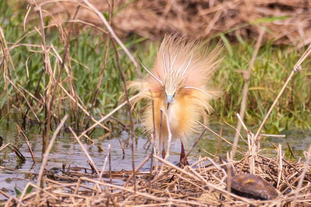 Photograph by Elena Levi