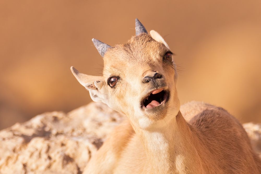 Photograph by Elena Levi