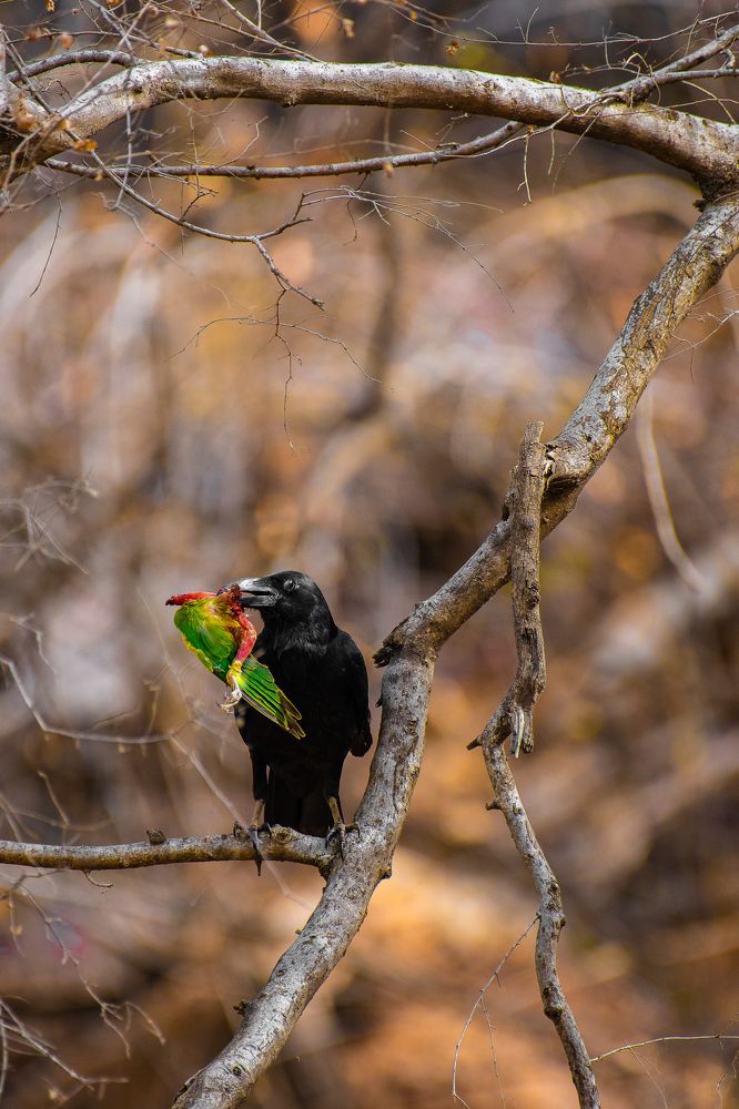 Survival Of The Fittest