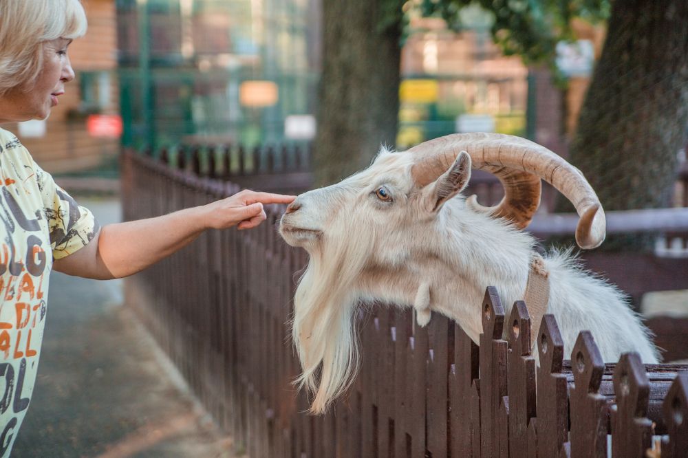 ВОЛШЕБНАЯ КНОПКА