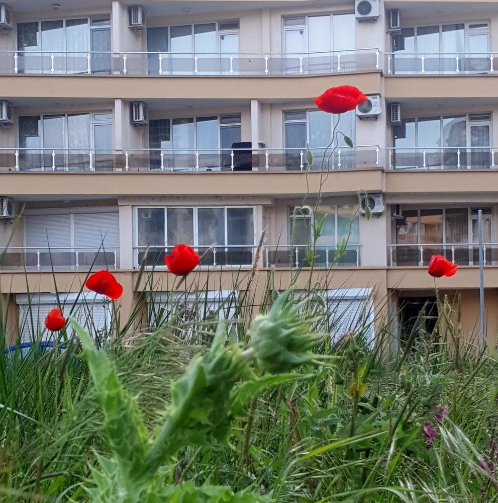 Photograph by Elena Ibragimova