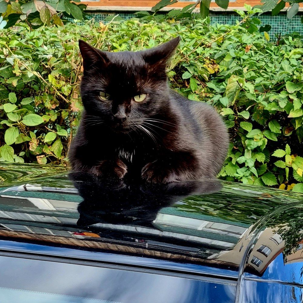 Фотография автора Cerbu Adina Maria Cerbu