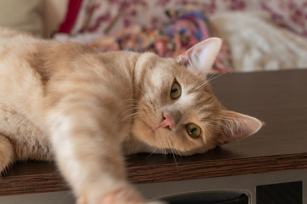 Фотография автора Alexander Pakhomov