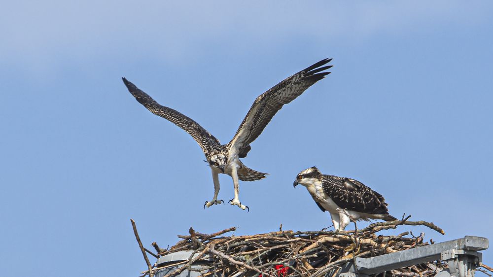показываю ещё раз