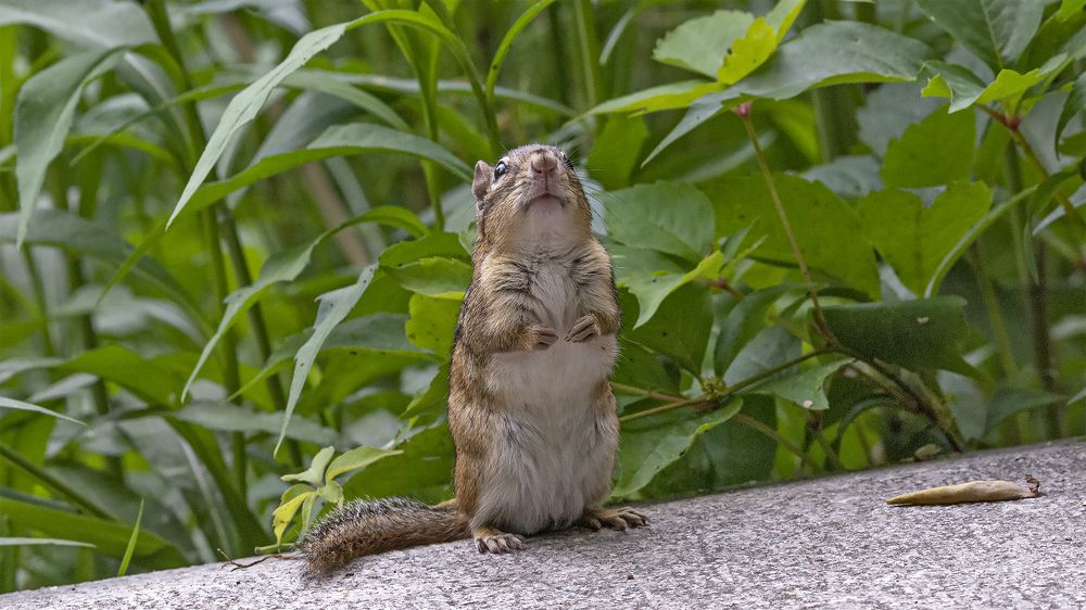 пусть всегда будет солнце