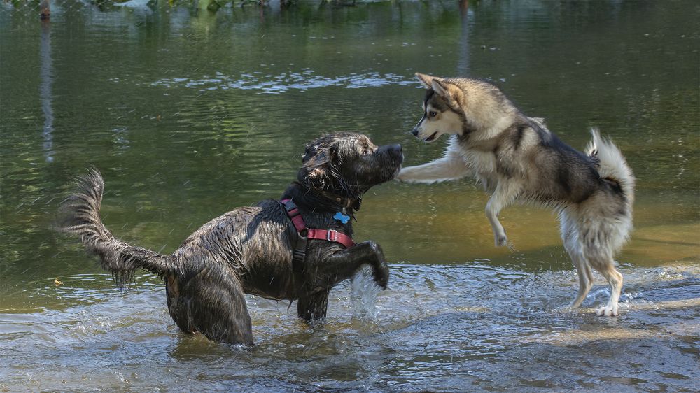 а ты не гавкай !