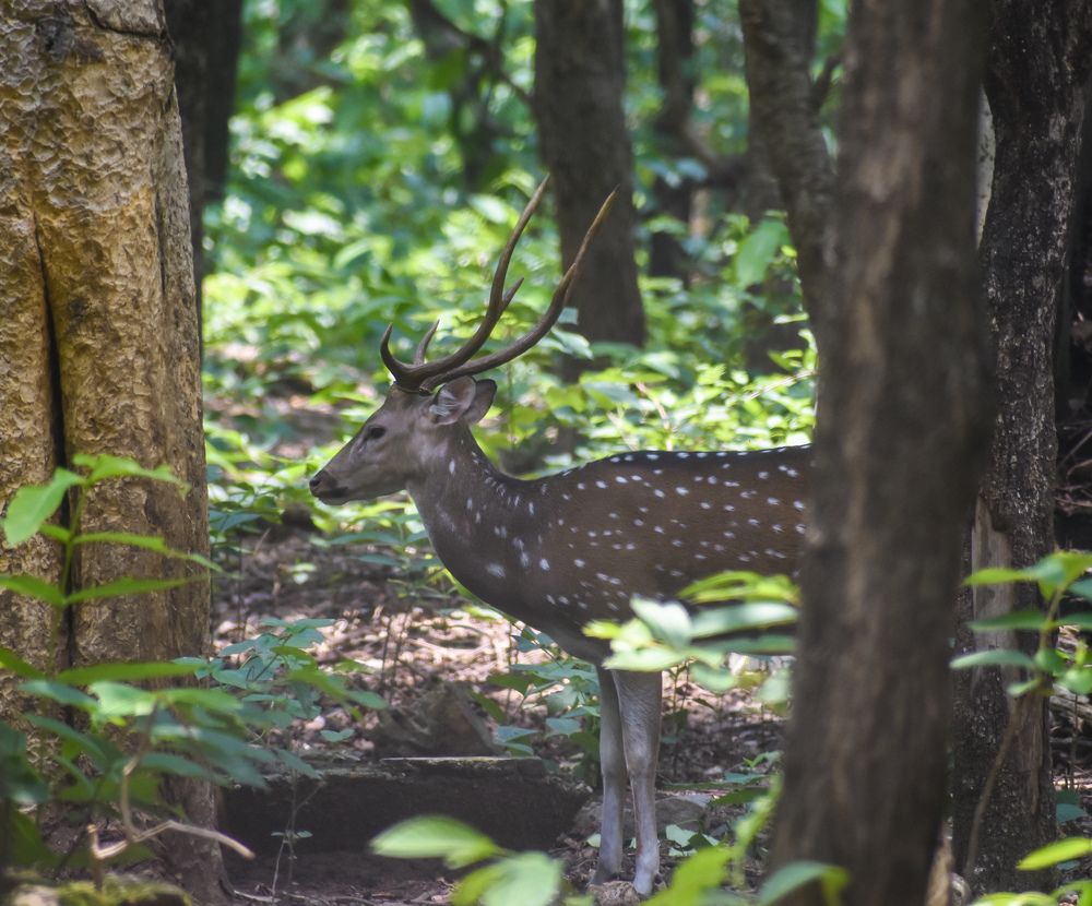 Фотография автора Tonmoy Maity