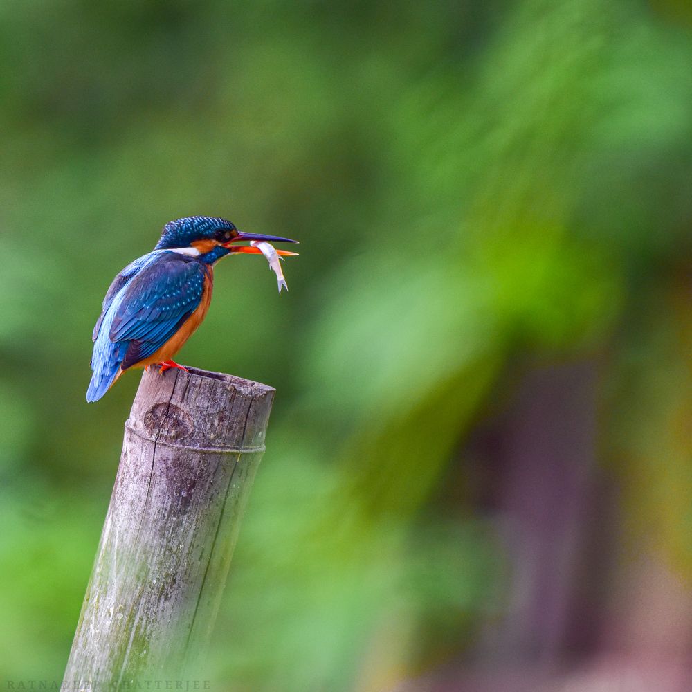 Photograph by ratnadeep raazz chatterjee