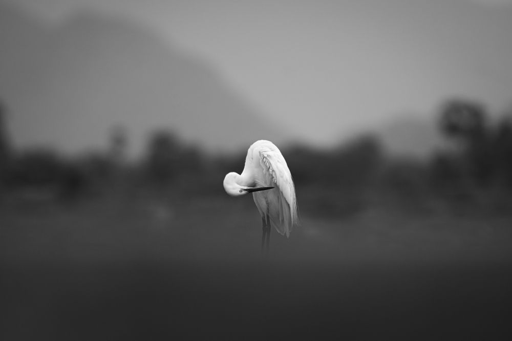 Photograph by Victoryvikas Dadala