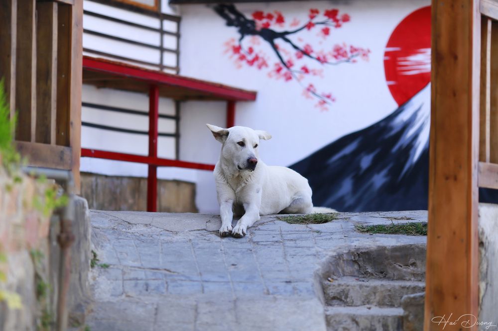 Photograph by Nguyen Hai Duong