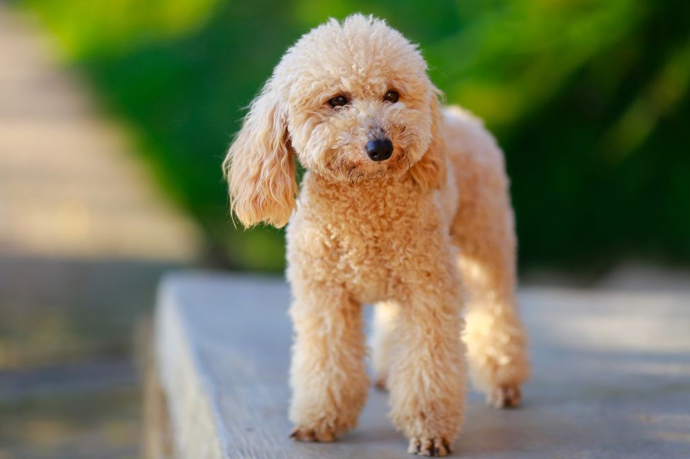 Photograph by Nguyen Hai Duong