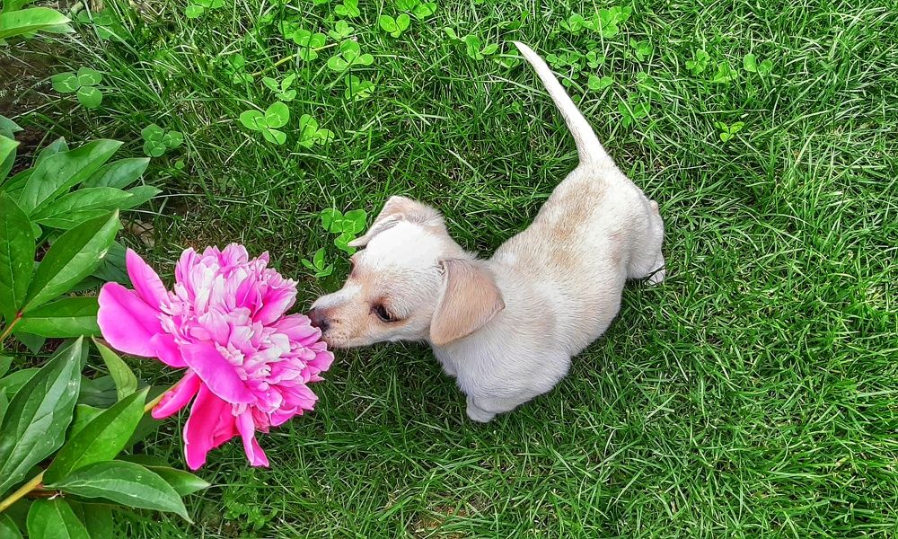 Photograph by Юлия Коробкова