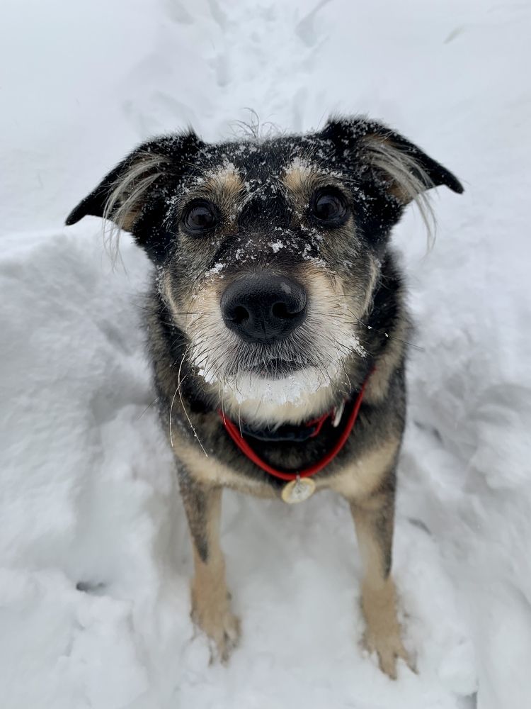 Ты куда опять уходишь? У тебя на работе другая собака?