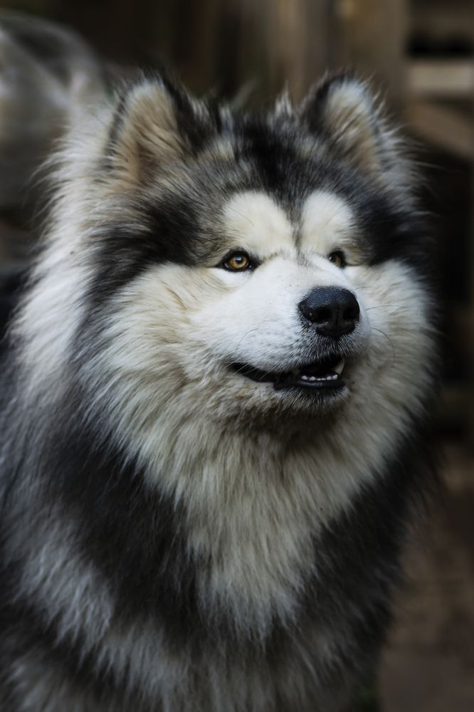 Photograph by Елена Баженова