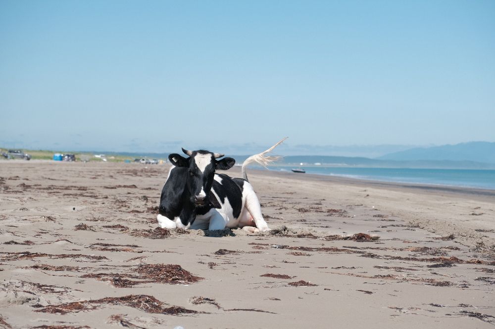 Анивский загар