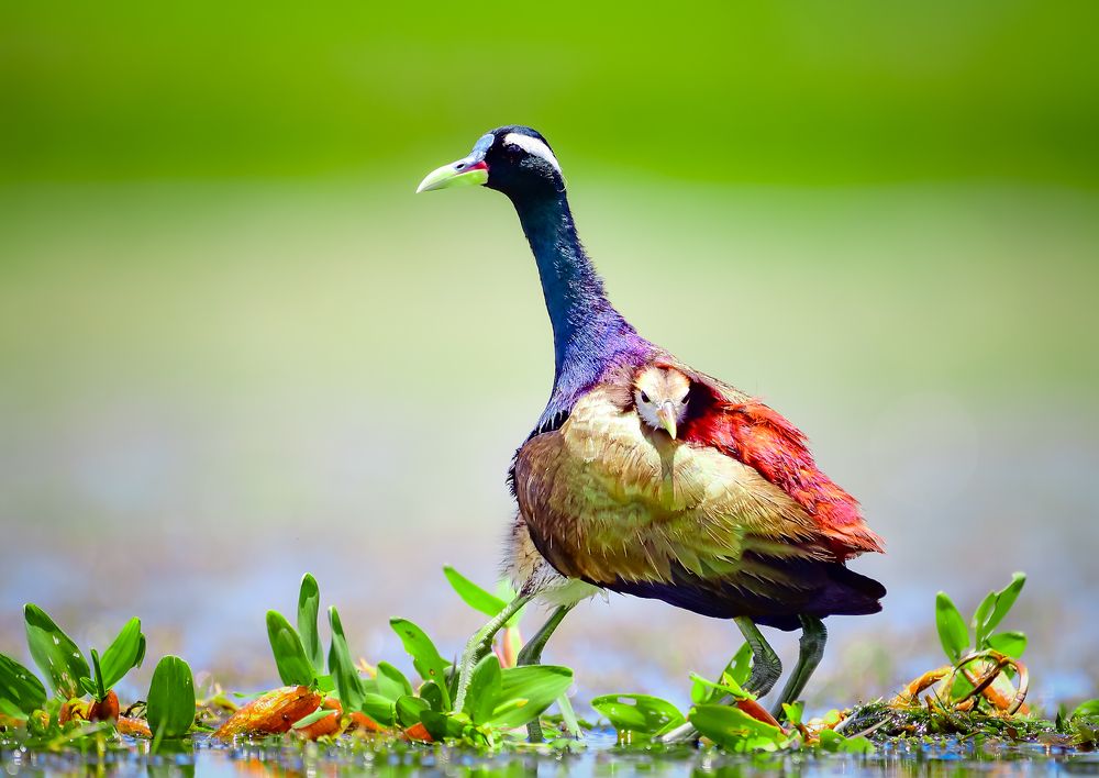 Photograph by Irene Chattopadhyay