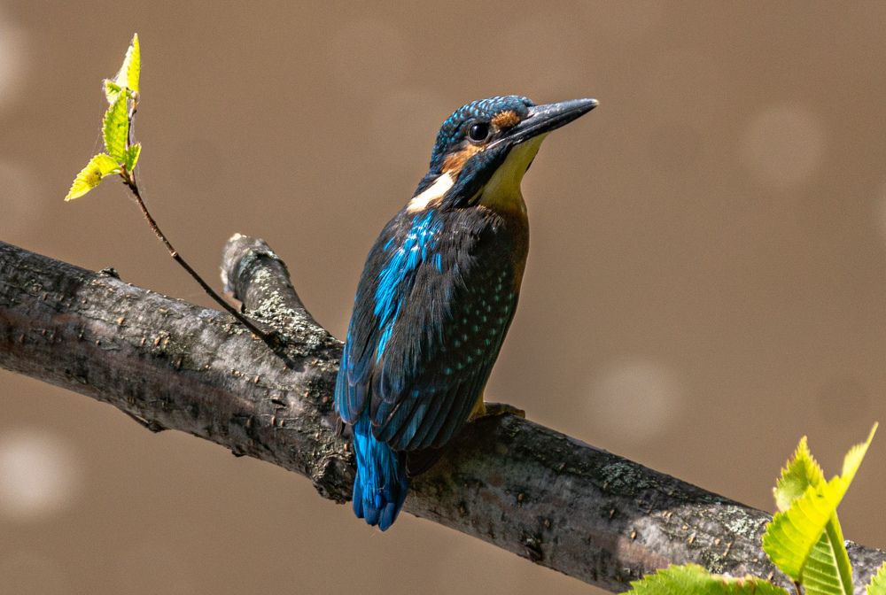 Photograph by Елена Гольдебаева