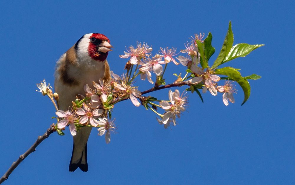 Photograph by Елена Гольдебаева
