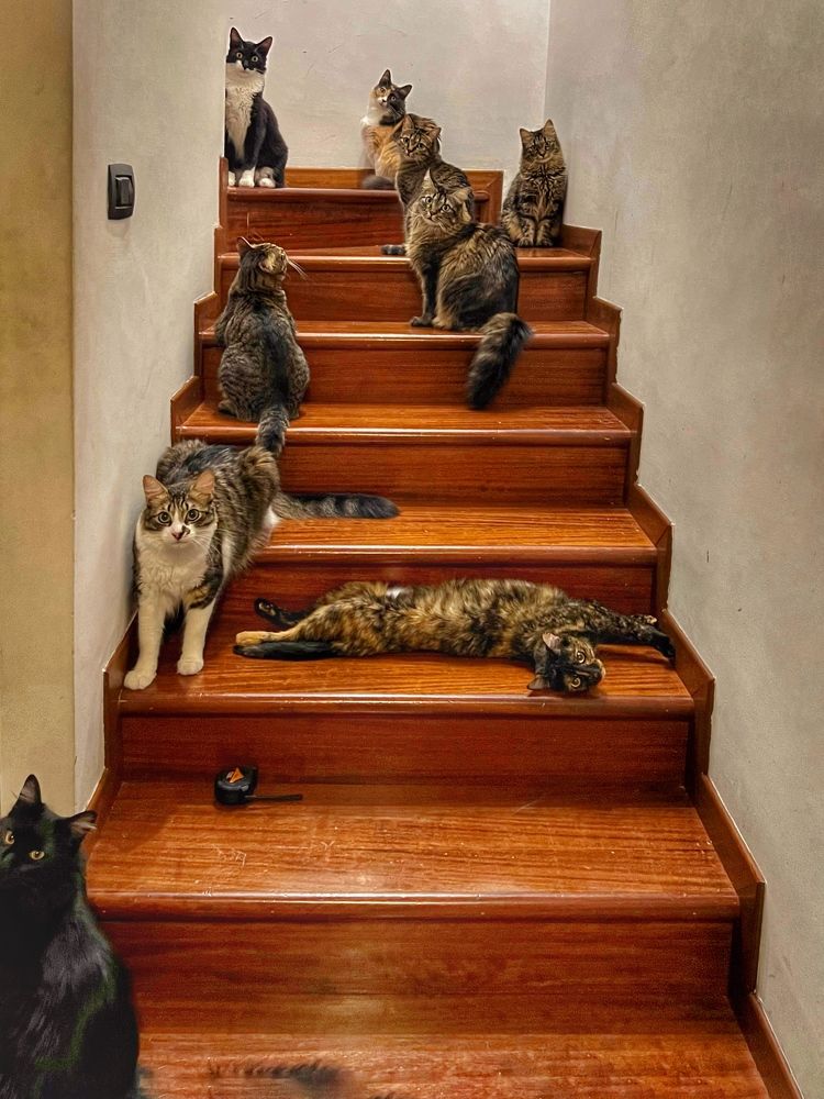 Фотография автора Tommaso Henry Corona