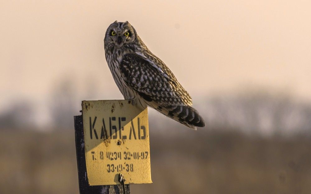 Photograph by константин