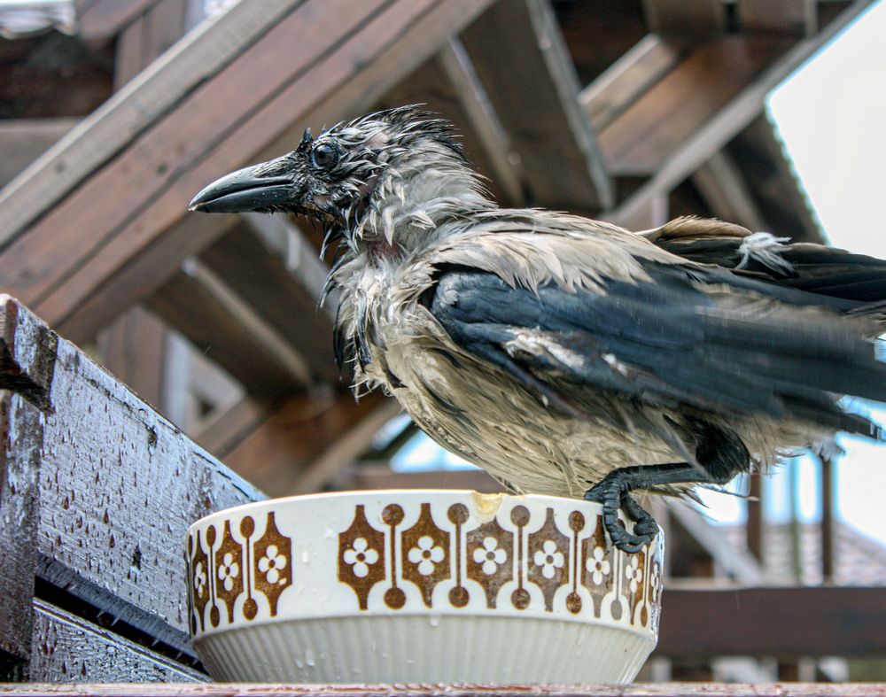 Photograph by Сергей Христинич