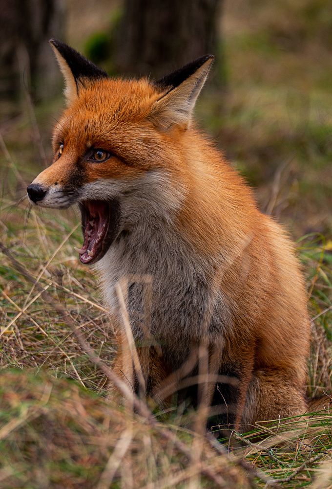 Photograph by Смоляк Максим Дмитриевич