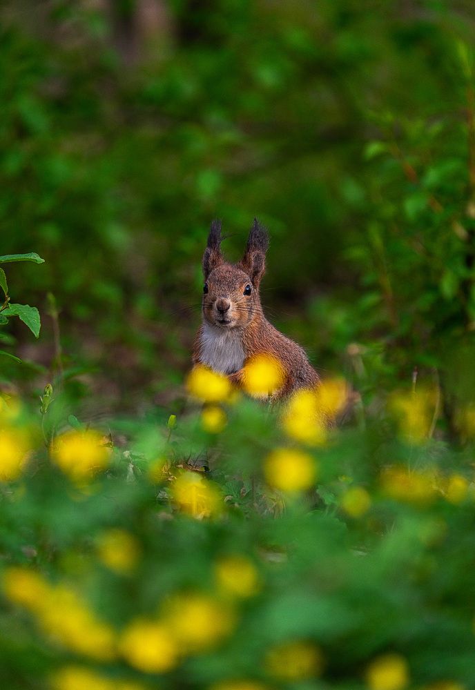 Photograph by Смоляк Максим Дмитриевич