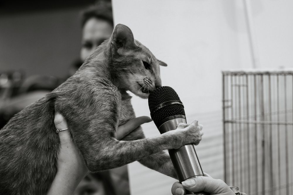 E.Ch.Gerda Nadlenori