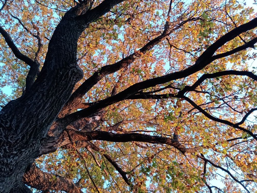 Оссение утро.