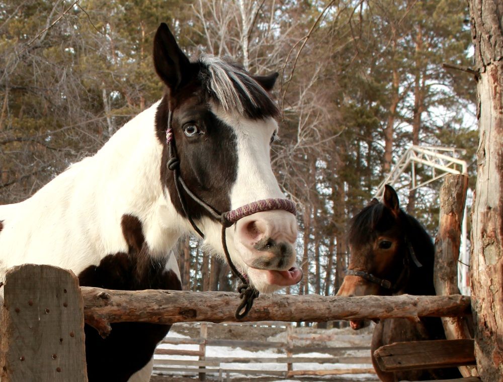 Photograph by Светлана Шиляева