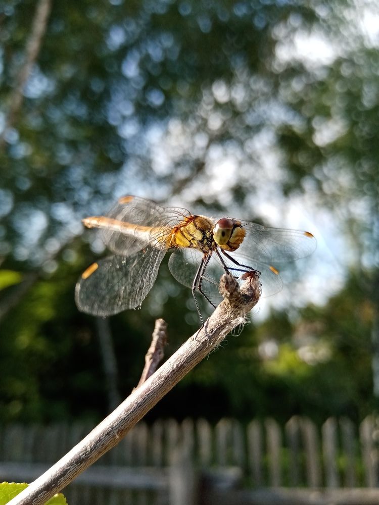 Лето яркое пропела...